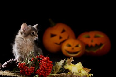 Scary halloween Balkabağı ve somali kedi