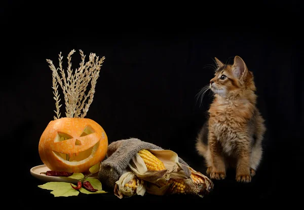 Assustador halloween abóbora e somali gatinho — Fotografia de Stock