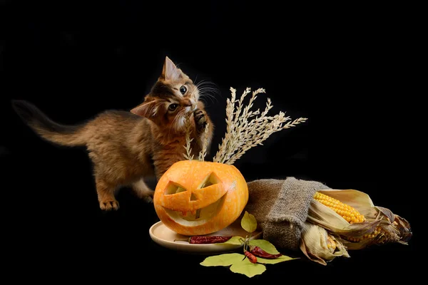 Gruseliger Halloween-Kürbis und somalisches Kätzchen — Stockfoto