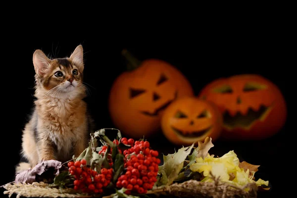 Assustador halloween abóbora e somali gatinho — Fotografia de Stock