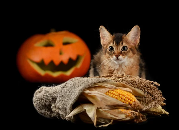 Scary halloween dynia i kot somalijski — Zdjęcie stockowe