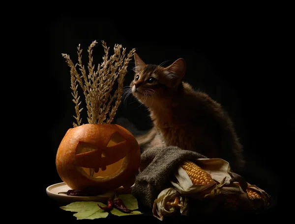Scary halloween pumpkin and silhouette of kitten — Stock Photo, Image