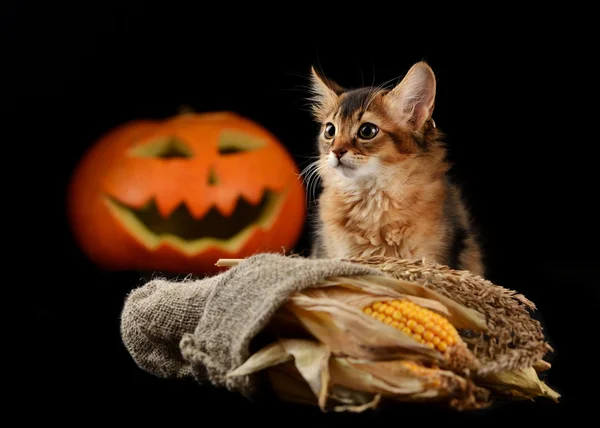 Skrämmande halloween pumpa och somaliska kattunge — Stockfoto