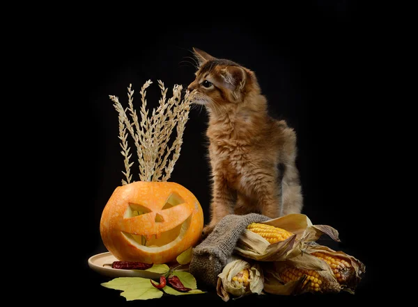 Scary halloween pumpkin and somali kitten — Stock Photo, Image