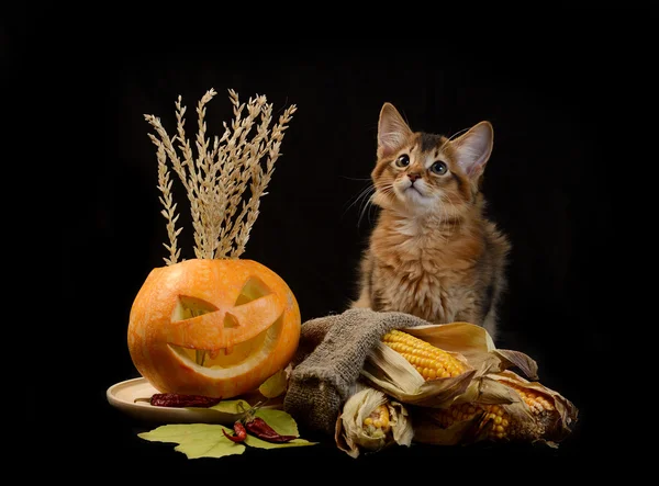 Effrayant halloween citrouille et somali chaton — Photo