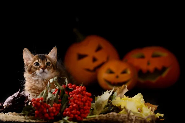 Scary halloween Balkabağı ve somali kedi — Stok fotoğraf