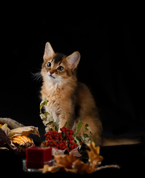 Cute somali kitten on black