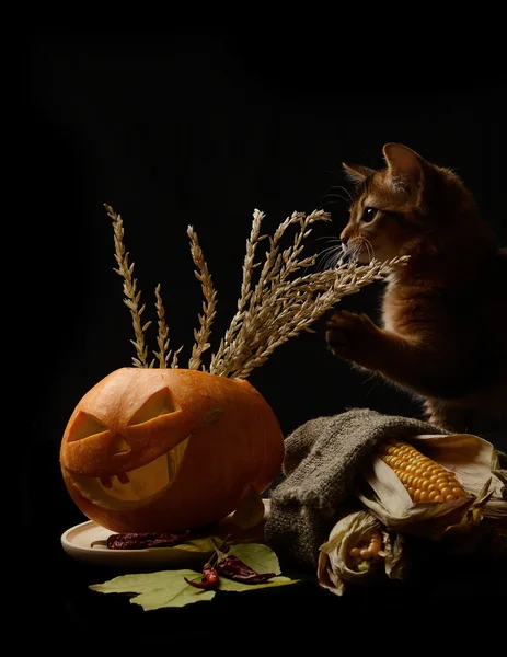 Skrämmande halloween pumpa och silhuetten av kattunge — Stockfoto