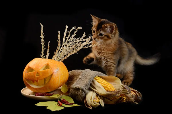 Strašidelné halloween dýně a somálský kotě — Stock fotografie