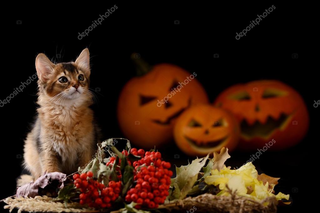 Scary halloween Balkabağı ve somali kedi Stok fotoğrafçılık ©nelik