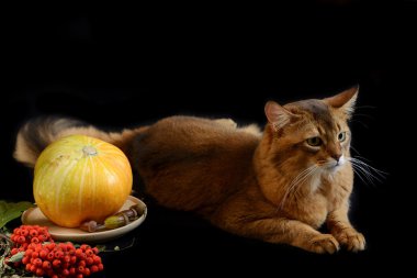 Somali kedi siyah arka plan üzerine