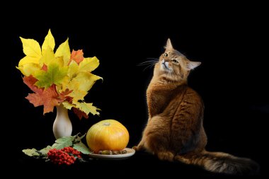 Somali kedi siyah arka plan üzerine