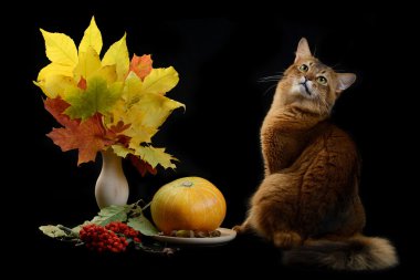 Somali kedi siyah arka plan üzerine
