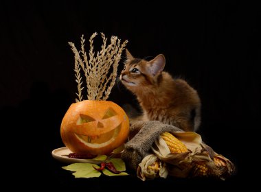 Scary halloween Balkabağı ve somali kedi