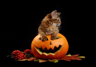 Scary halloween Balkabağı ve somali kedi