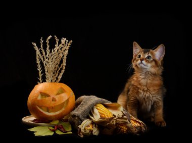 Scary halloween Balkabağı ve somali kedi