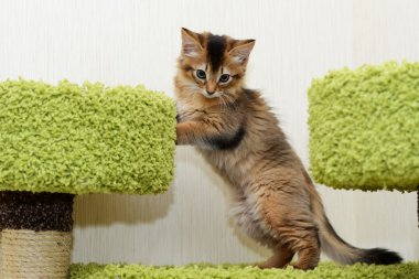 şirin somali kedi kapalı