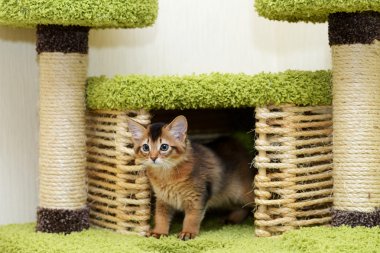 şirin somali kedi kapalı