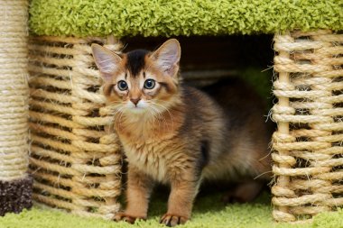 şirin somali kedi kapalı