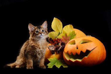 Scary halloween Balkabağı ve somali kedi
