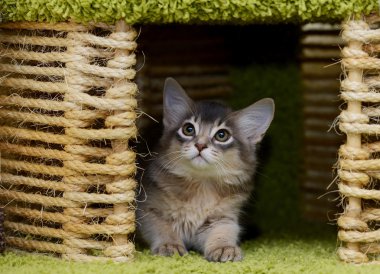 şirin somali kedi kapalı