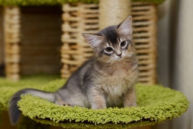 şirin somali kedi kapalı