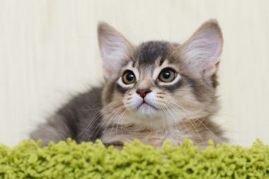 şirin somali kedi kapalı