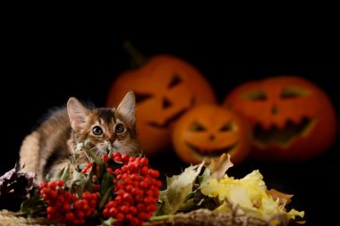 Scary halloween Balkabağı ve somali kedi