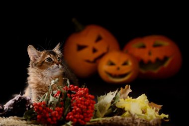 Scary halloween Balkabağı ve somali kedi