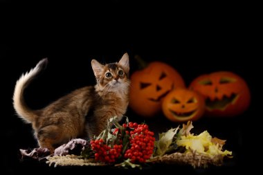 Scary halloween Balkabağı ve somali kedi