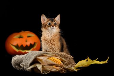 Scary halloween Balkabağı ve somali kedi