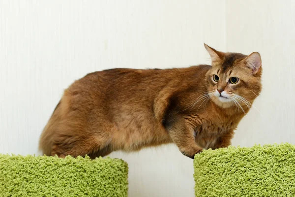 Somalí gato interior —  Fotos de Stock