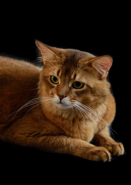 Gato somalí sobre fondo negro —  Fotos de Stock