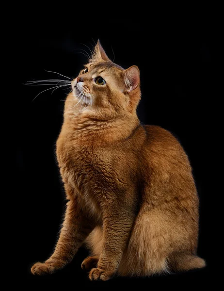 Gato somalí sobre fondo negro —  Fotos de Stock