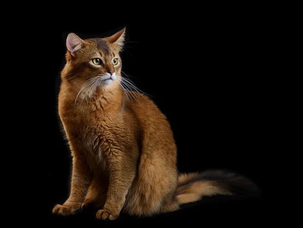 Gato somalí sobre fondo negro —  Fotos de Stock