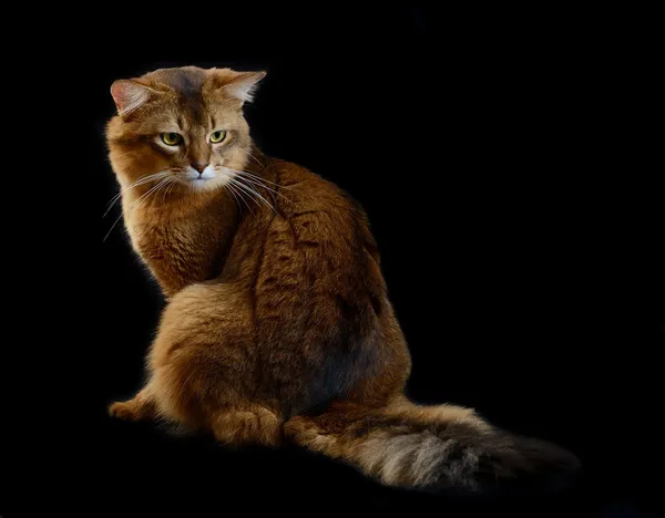 Gato somalí sobre fondo negro — Foto de Stock