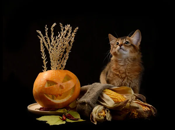 怖いハロウィーン カボチャとソマリア子猫 — ストック写真