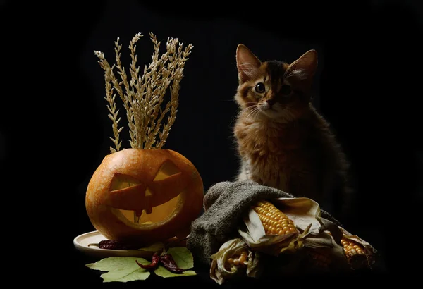 Gruseliger Halloween-Kürbis und die Silhouette eines Kätzchens — Stockfoto