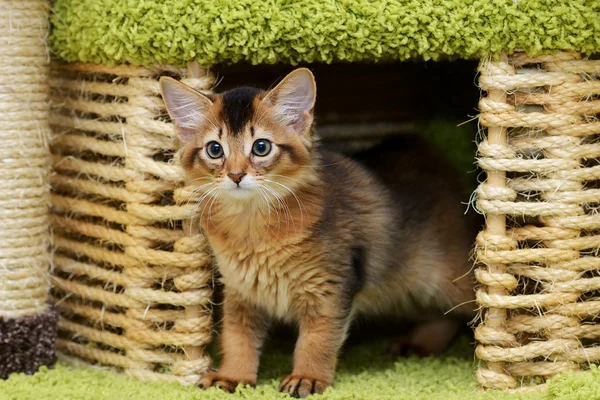 室内的可爱索马里猫咪 — 图库照片