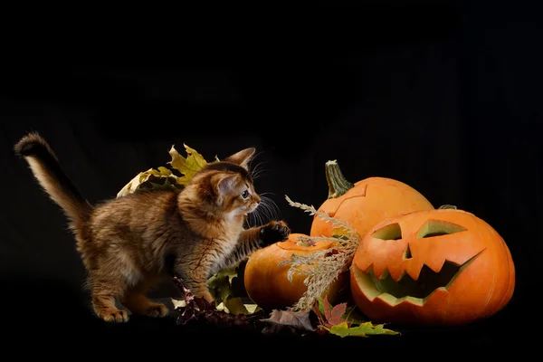 Strašidelné halloween dýně a somálský kotě — Stock fotografie