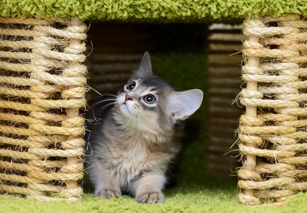 Carino gattino somalo al coperto — Foto Stock