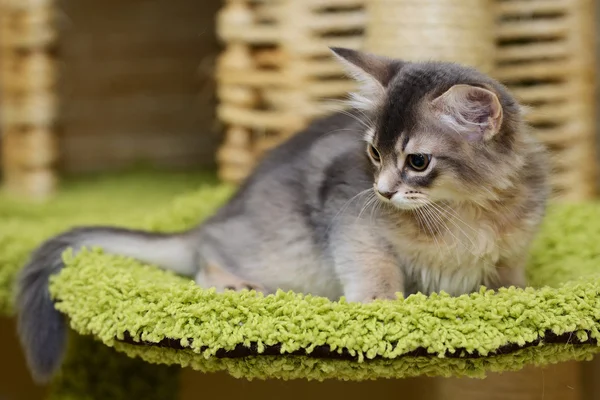 Lindo somalí gatito interior — Foto de Stock