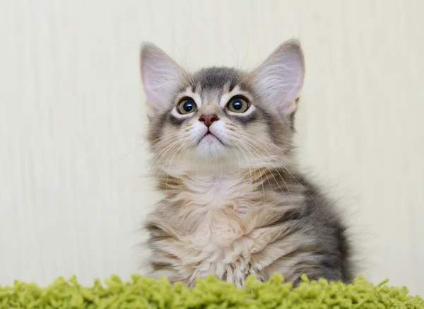 Carino gattino somalo al coperto — Foto Stock
