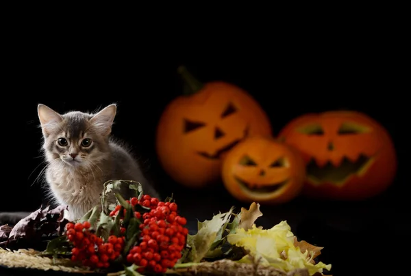 Assustador halloween abóbora e somali gatinho — Fotografia de Stock