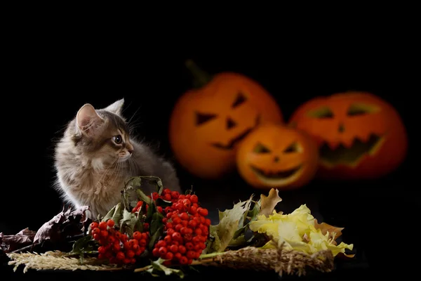 Assustador halloween abóbora e somali gatinho — Fotografia de Stock