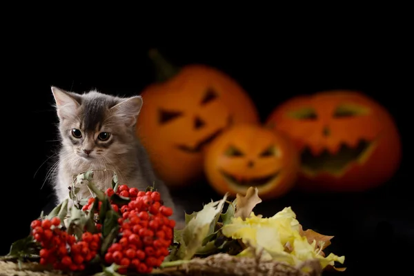 Assustador halloween abóbora e somali gatinho — Fotografia de Stock