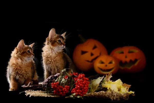 Strašidelné halloween dýně a dva somálská koťátka — Stock fotografie