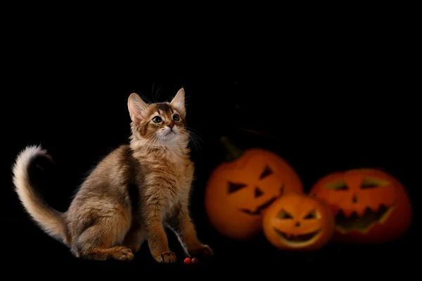 Scary halloween dynia i kot somalijski — Zdjęcie stockowe