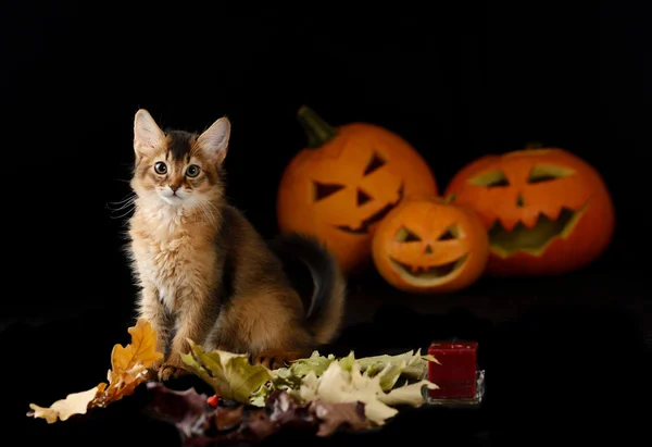 Gruseliger Halloween-Kürbis und somalisches Kätzchen — Stockfoto