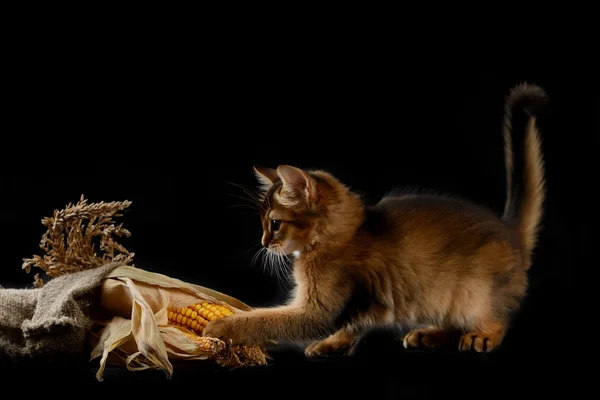 Cute somali kitten on black — Stock Photo, Image